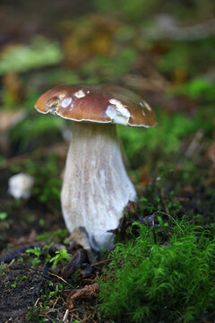 Boletus edulis, known as penny bun, cep, porcino or porcini, wild edible mushroom from Finland