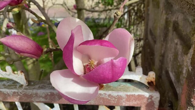 Delicate pink magnolia flowers in bloom, heralding the spring season. These beautiful blossoms adorn the magnolia trees, adding a touch of beauty.