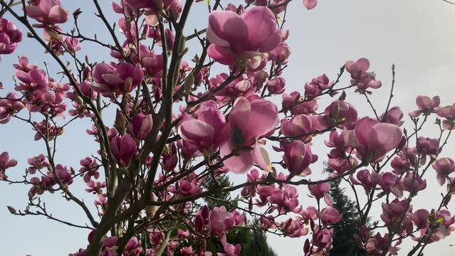 Delicate pink magnolia flowers in bloom, heralding the spring season. These beautiful blossoms adorn the magnolia trees, adding a touch of beauty.