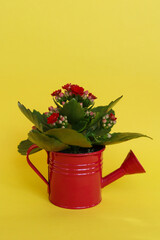 kalanchoe flowers in a red watering can on yellow background with copy space.