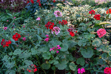 Obraz premium flowers in the garden