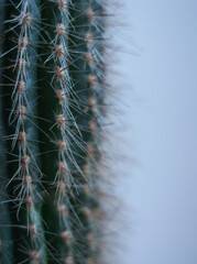 Cactus needles in macro on a white background