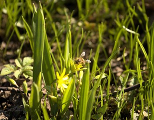 a bee that has just left after winter collects the first pollen from the first spring flowers