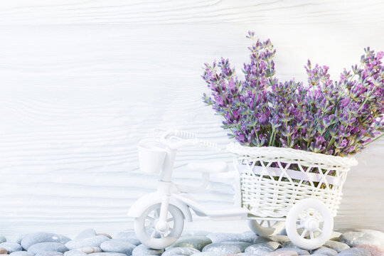 Decorative white bicycle on with a bunch of lavana in a basket on the background of a white wooden wall