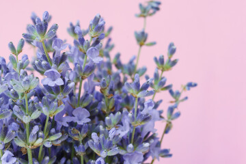 Bunch of lavender on a pink background