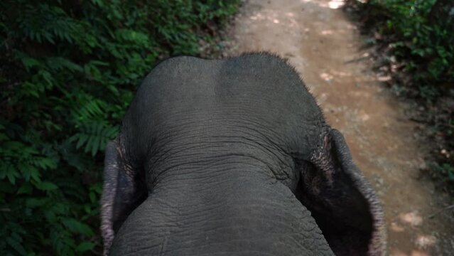 view from the back of an elephant to the head of an elephant