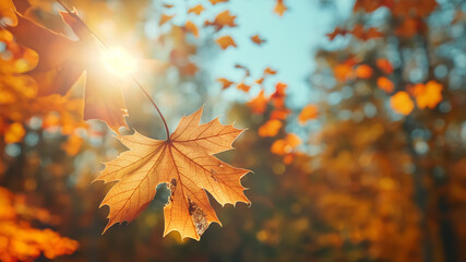 Autumn background. Maple leaves in autumnal forest on sunny day. - 774896336