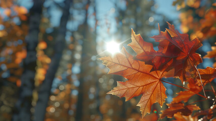 Autumn maple leaves in forest on sunny day. Autumn banner. - 774896378