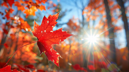 Autumn background. Red maple leaves in autumnal forest on sunny day. - 774896572