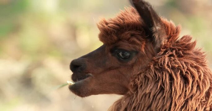 Portrait of a brown alpaca (Vicugna pacos) on a blurred background. High definition shot at 4K, 60 fps video footage.