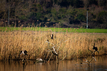 Three Cormorants (Phalacrocorax carbo) perched on dried branches in the river. Waterfowl idea...