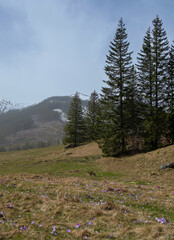 mountain landscape, pine trees, tall trees against the backdrop of mountains, Chochołowska Valley,...