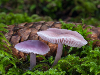 Lilac bonnet mushrooms (Mycena pura) in the forest, with a spruce cone in the background. Close-up shot.