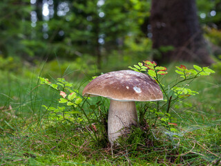 Wild edible mushroom Boletus edulis known as penny bun in the forest