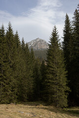 mountain landscape, pine trees, tall trees against the backdrop of mountains, Chochołowska Valley,...