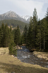 small mountain river surrounded by trees in the Tatras
