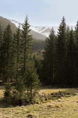 mountain landscape, pine trees, tall trees against the backdrop of mountains, Chochołowska Valley,...