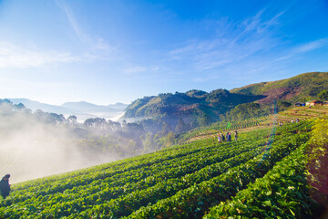 Fototapeta na wymiar Morning sunrise on mountain hill with strawberry field with fog
