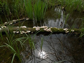Tiger sawgill mushrooms (Lentinus tigrinus) growing on a dead branch fallen into the water.
