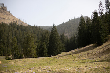 mountain landscape, pine trees, tall trees against the backdrop of mountains, Chochołowska Valley, Tatras
