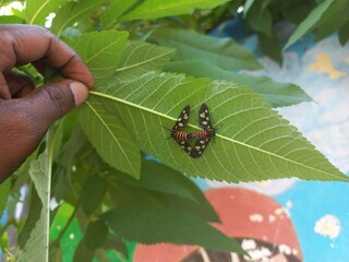 Angustipenna,Eressa Fly Sitting on a Green Leaf,Eressa is a genus of moths in the...