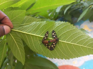 Angustipenna,Eressa Fly Sitting on a Green Leaf,Eressa is a genus of moths in the family Erebidae.Eressa angustipenna, the black-headed wasp moth, is a moth