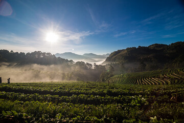 Morning sunrise on mountain hill with strawberry field with fog