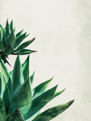 Fototapeta na wymiar Green Yucca leaves on a white textured background.