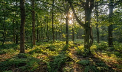 Fototapeta na wymiar A peaceful woodland scene with sunlight filtering through the trees