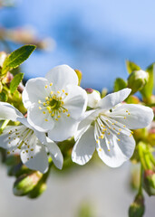 Naklejka na ściany i meble White cherry flowers on spring. Vertical photo.