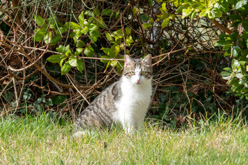 Beautiful cat in Urbino, Italy is sitting on the grass