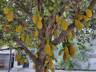 Delicious and organic Jack fruits are hanging on the tree