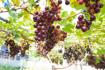Red grape on vine tree branch botanical garden