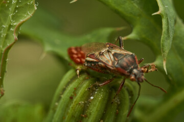 A red insect laying eggs on a green leaf