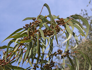 Fruit de l eucalyptus - 774914392