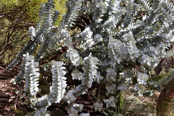 Eucalyptus à petites feuilles - 774914768