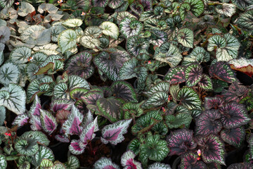 Beautiful Begonias Leaves plants pattern for nature background.