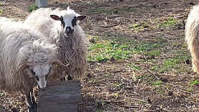 A group of Wallachian sheep in a pen. Breed originated from Wallachia, Czech Republic. Sheep or domestic sheep - Ovis aries are a domesticated, ruminant mammal typically kept as livestock. A sheep's