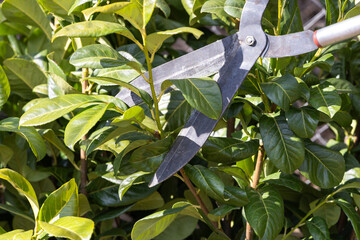 Pruning, Trimming, Cutting Laurel Hedge, Shrub - 774917565