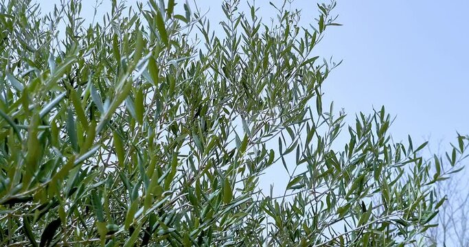 olive tree with green olives in an olive garden, green olive tree illuminated by the rays of the sun, gently swaying in the wind under blue sky, concept of olive harvest