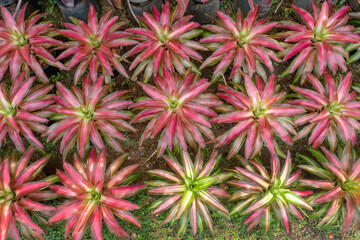 Beautiful Bromeliad Leaves plants pattern for nature background.
