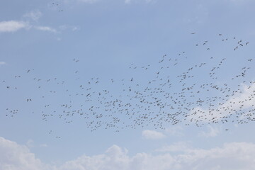 大空を飛翔する渡り鳥の群れ