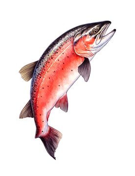 Watercolor illustration of a red fish isolated on white background.