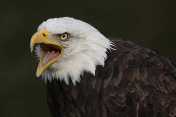 Foto op Plexiglas A portrait of a Bald Eagle calling out loud  © RMMPPhotography