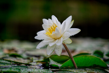 The lotus flower is one of the symbols we encounter most and has a deep meaning. Lotus, a member of...