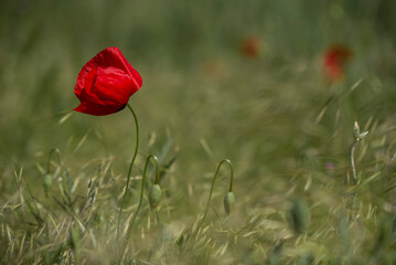 The poppy flower often symbolizes the temporary nature of youth, love, and mortality. While the...