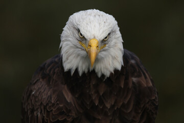 A portrait of a Bald Eagle looking at photographer
