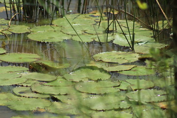vitórias regias em rio 