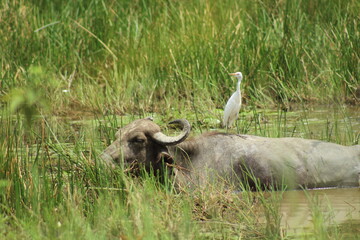 Obraz premium bufalo em área alagada em amapá 