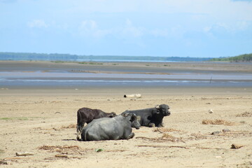 bufalos na praia de goiabal, calçoene, amapá 